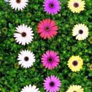 ヒメ日記 2025/04/17 11:33 投稿 ひろ 治療院.LOVE小山店