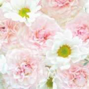 ヒメ日記 2025/07/26 10:18 投稿 ひろ 治療院.LOVE小山店