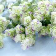 ヒメ日記 2025/10/24 16:21 投稿 ひろ 治療院.LOVE小山店