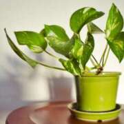 ヒメ日記 2026/01/25 21:27 投稿 ひろ 治療院.LOVE小山店