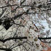 ヒメ日記 2025/04/08 20:02 投稿 はる なでしこ(十三)