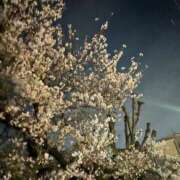 ヒメ日記 2026/04/03 20:18 投稿 はる なでしこ(十三)