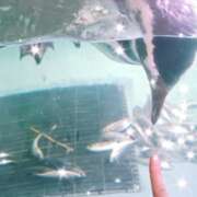 ヒメ日記 2026/09/10 21:21 投稿 たまき ゴールドフィンガー