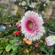 ヒメ日記 2026/04/13 17:04 投稿 あん エンブレイス　ダイヤモンド