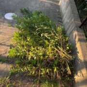 ヒメ日記 2026/06/12 07:14 投稿 あん エンブレイス　ダイヤモンド