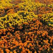 ゆずの あけましておめでとう💝 千葉サンキュー