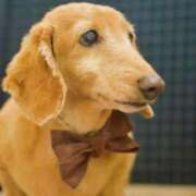 ヒメ日記 2025/02/19 03:44 投稿 しのぶ 桃李（とうり）