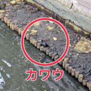 ヒメ日記 2025/05/01 16:55 投稿 しのぶ 桃李（とうり）