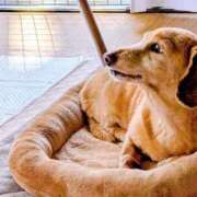 ヒメ日記 2025/05/03 16:05 投稿 しのぶ 桃李（とうり）