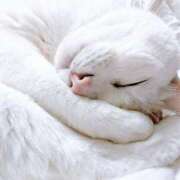 ヒメ日記 2025/05/06 16:52 投稿 しのぶ 桃李（とうり）