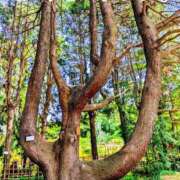 ヒメ日記 2025/05/18 17:24 投稿 しのぶ 桃李（とうり）