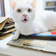 ヒメ日記 2025/08/08 17:14 投稿 しのぶ 桃李（とうり）