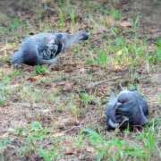 ヒメ日記 2025/09/10 16:55 投稿 しのぶ 桃李（とうり）