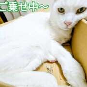 ヒメ日記 2025/10/04 09:24 投稿 しのぶ 桃李（とうり）