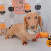 ヒメ日記 2025/10/06 10:43 投稿 しのぶ 桃李（とうり）