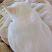 ヒメ日記 2025/12/03 13:09 投稿 しのぶ 桃李（とうり）