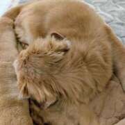 ヒメ日記 2025/12/06 11:34 投稿 しのぶ 桃李（とうり）