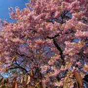 ヒメ日記 2026/02/19 21:19 投稿 かえで 丸妻 町田店