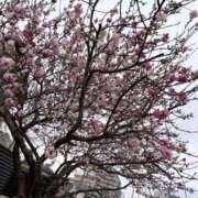 ヒメ日記 2026/03/19 20:07 投稿 かえで 丸妻 町田店