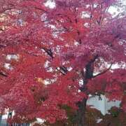 ヒメ日記 2024/12/10 07:12 投稿 ちずる 熟女の風俗最終章 高崎店