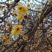 ヒメ日記 2025/01/19 11:01 投稿 ちずる 熟女の風俗最終章 高崎店