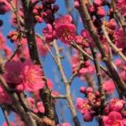 ヒメ日記 2025/03/01 20:38 投稿 ちずる 熟女の風俗最終章 高崎店