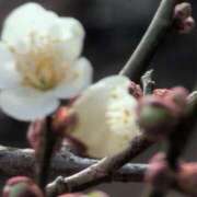 ヒメ日記 2025/03/02 09:38 投稿 ちずる 熟女の風俗最終章 高崎店