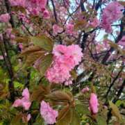 ヒメ日記 2025/03/02 11:13 投稿 ちずる 熟女の風俗最終章 高崎店