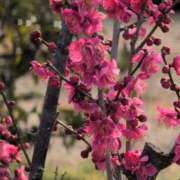 ヒメ日記 2025/03/08 09:08 投稿 ちずる 熟女の風俗最終章 高崎店