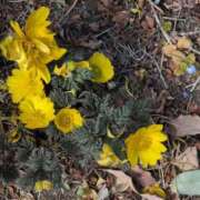 ヒメ日記 2025/03/09 07:18 投稿 ちずる 熟女の風俗最終章 高崎店