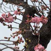 ヒメ日記 2025/03/09 07:48 投稿 ちずる 熟女の風俗最終章 高崎店