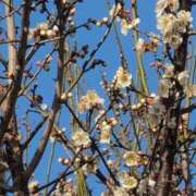 ヒメ日記 2025/03/09 09:03 投稿 ちずる 熟女の風俗最終章 高崎店