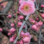 ヒメ日記 2025/03/09 10:31 投稿 ちずる 熟女の風俗最終章 高崎店