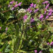 ヒメ日記 2025/03/09 11:28 投稿 ちずる 熟女の風俗最終章 高崎店