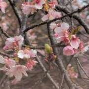 ヒメ日記 2025/03/12 08:08 投稿 ちずる 熟女の風俗最終章 高崎店