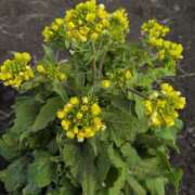 ヒメ日記 2025/03/12 08:48 投稿 ちずる 熟女の風俗最終章 高崎店