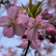 ヒメ日記 2025/03/12 12:38 投稿 ちずる 熟女の風俗最終章 高崎店