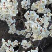 ヒメ日記 2025/03/12 13:28 投稿 ちずる 熟女の風俗最終章 高崎店