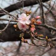 ヒメ日記 2025/03/12 14:04 投稿 ちずる 熟女の風俗最終章 高崎店