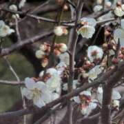 ヒメ日記 2025/03/13 12:14 投稿 ちずる 熟女の風俗最終章 高崎店