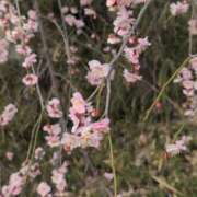 ヒメ日記 2025/03/14 09:03 投稿 ちずる 熟女の風俗最終章 高崎店