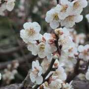 ヒメ日記 2025/03/14 20:26 投稿 ちずる 熟女の風俗最終章 高崎店