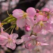 ヒメ日記 2025/03/25 14:02 投稿 ちずる 熟女の風俗最終章 高崎店