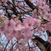 ヒメ日記 2025/03/25 14:41 投稿 ちずる 熟女の風俗最終章 高崎店