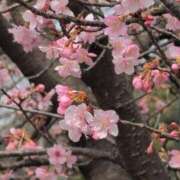 ヒメ日記 2025/03/27 08:18 投稿 ちずる 熟女の風俗最終章 高崎店