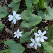 ヒメ日記 2025/03/27 11:28 投稿 ちずる 熟女の風俗最終章 高崎店