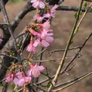 ヒメ日記 2025/03/27 19:58 投稿 ちずる 熟女の風俗最終章 高崎店