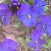 ヒメ日記 2025/03/28 06:48 投稿 ちずる 熟女の風俗最終章 高崎店