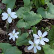 ヒメ日記 2025/03/28 16:33 投稿 ちずる 熟女の風俗最終章 高崎店