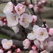 ヒメ日記 2025/03/28 16:58 投稿 ちずる 熟女の風俗最終章 高崎店